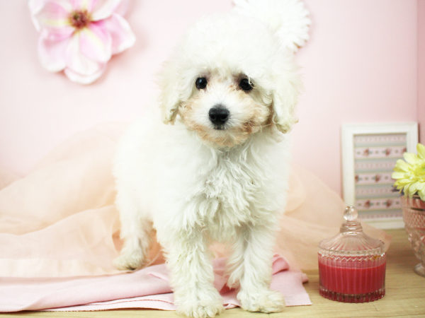 子犬の名前が決まりました☆